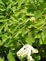 Pseudofumaria alba (fam Fumariacees) (3) (Photo F. Mrugala)